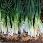 Mladi luk ovo obožava, a ne bi vam palo na pamet da ga tako zalijete (VIDEO)