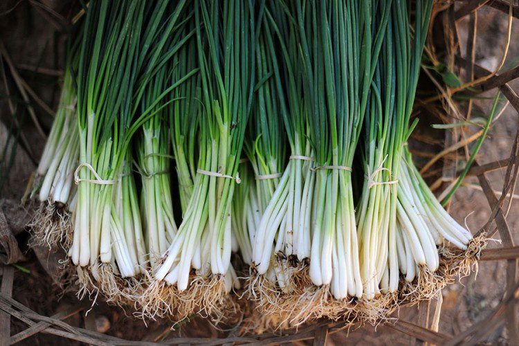 Mladi luk ovo obožava, a ne bi vam palo na pamet da ga tako zalijete (VIDEO)