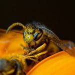 Napravite ovo i postavite u dvorište, cijelo ljeto nećete videti osu u blizini