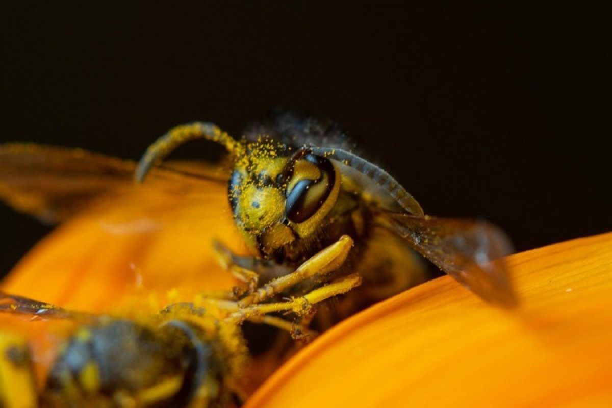 Napravite ovo i postavite u dvorište, cijelo ljeto nećete videti osu u blizini